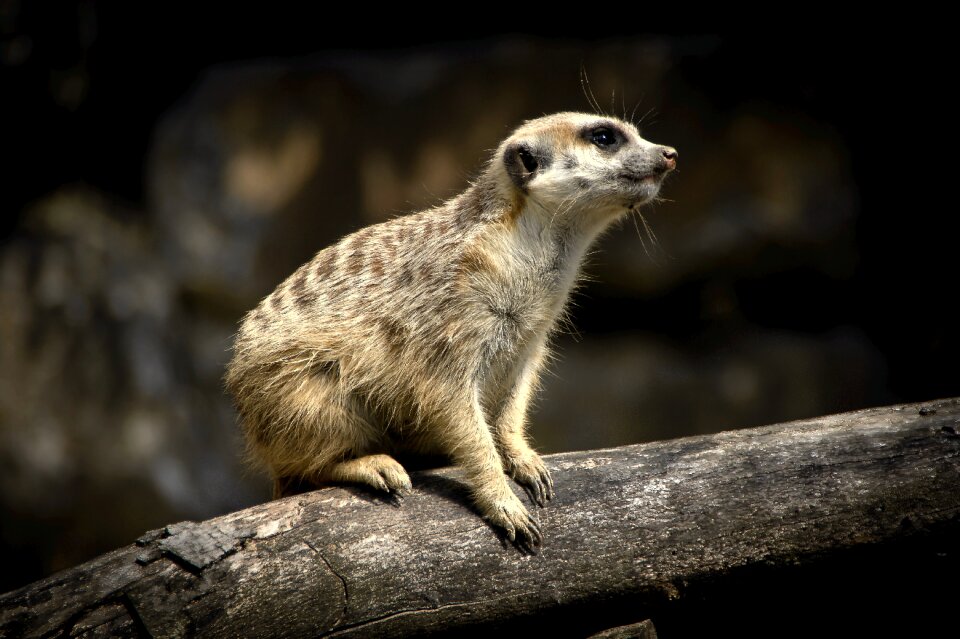 Mammal animal cute