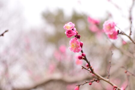 Plum flowers extension tubes