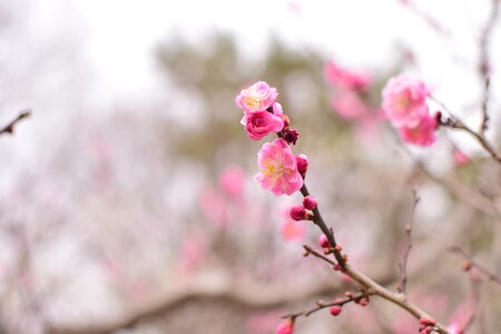 Plum flowers extension tubes photo