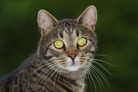 Green eyes domestic cat cat portrait