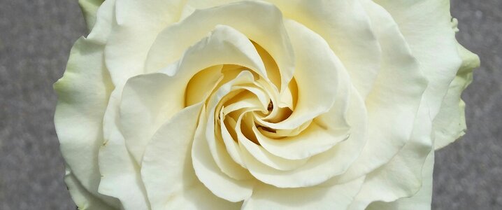 Flower rosa white rose