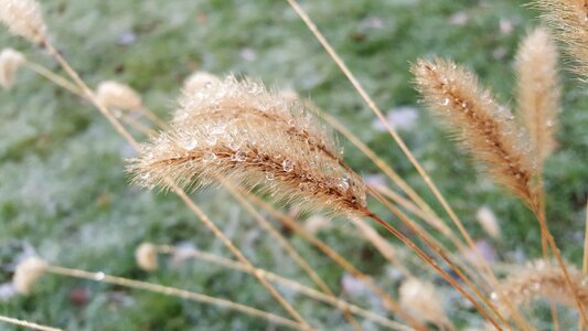 Summer grass growth photo