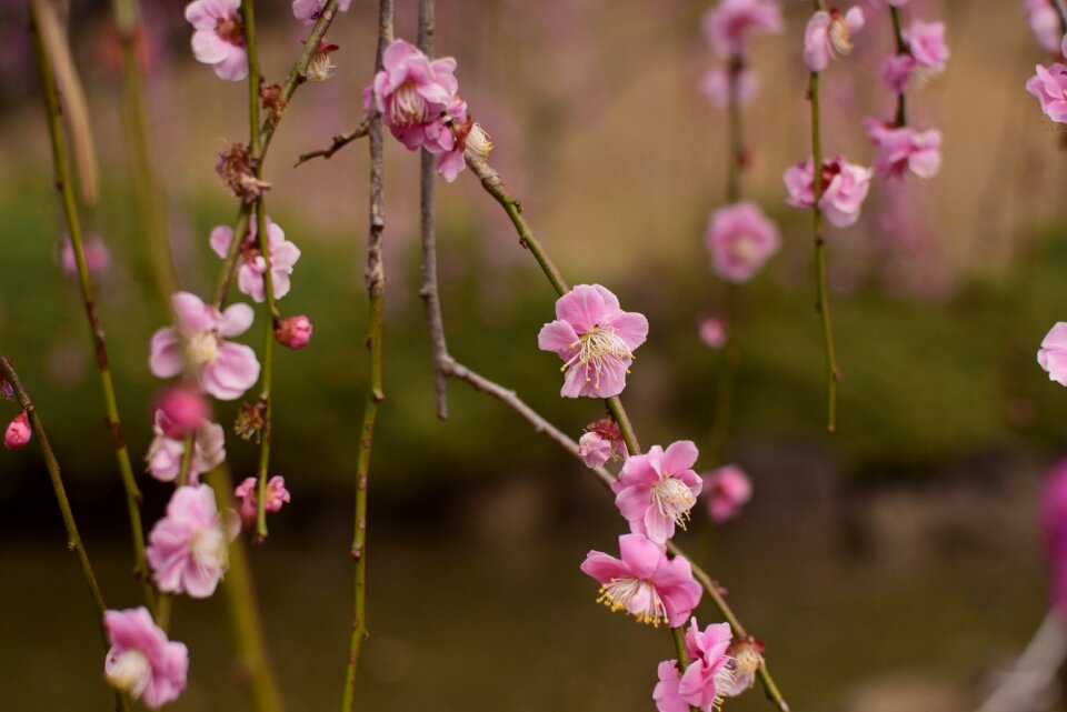 Weeping plum flowers extension tubes