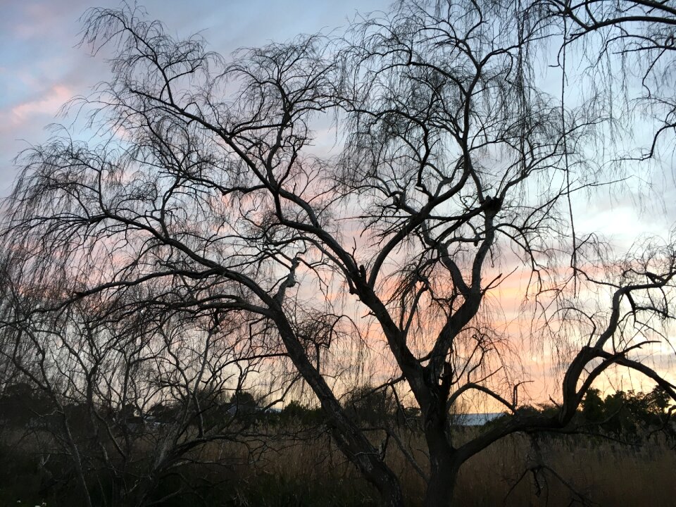 Branches outdoor nature