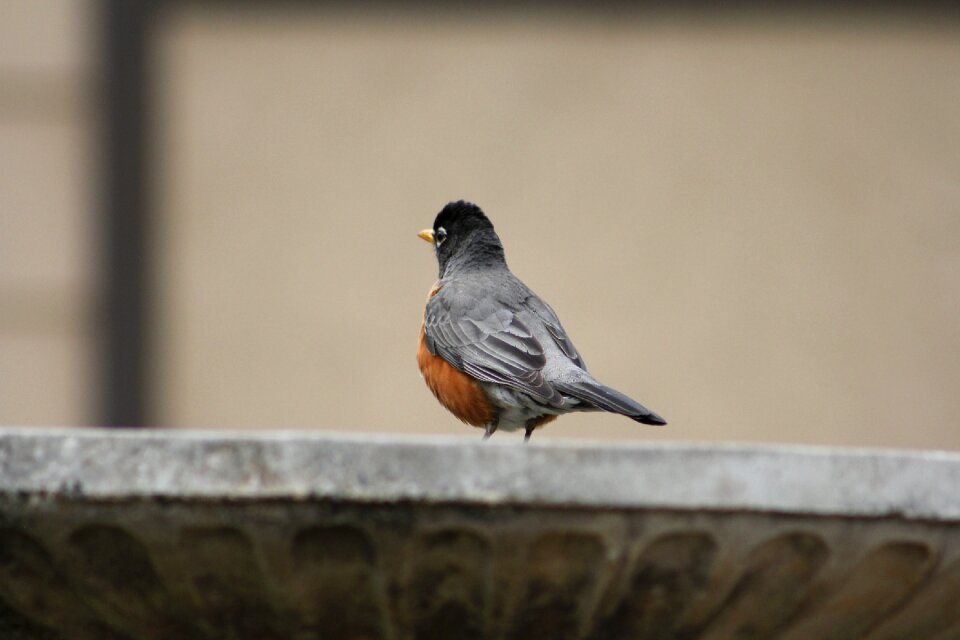 Robin robin redbreast birdwatching
