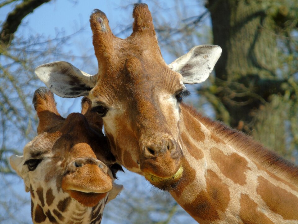 Mammal wild giraffe
