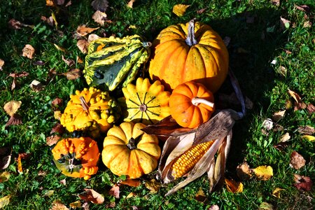 Decoration decorative squashes thanksgiving photo