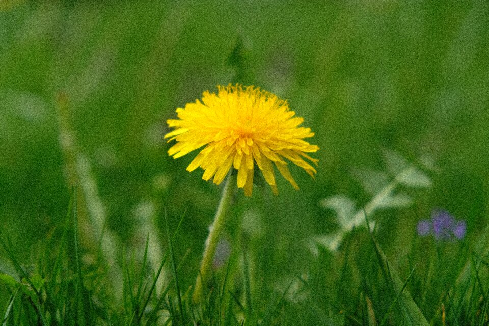 Summer field dandelion