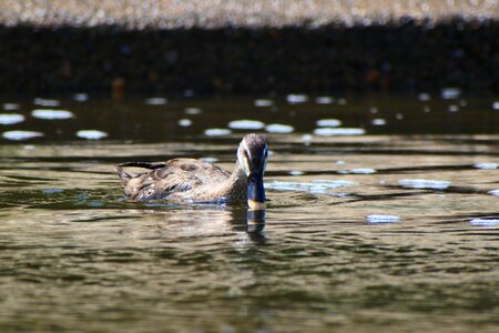 Wild birds duck spot-billed duck photo