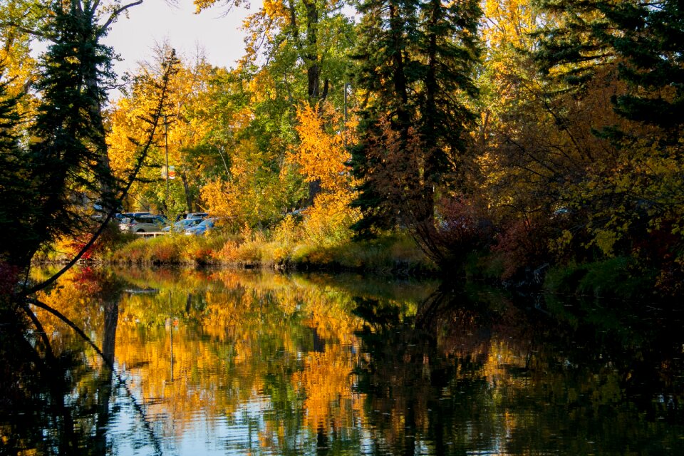 Wood leaf landscape