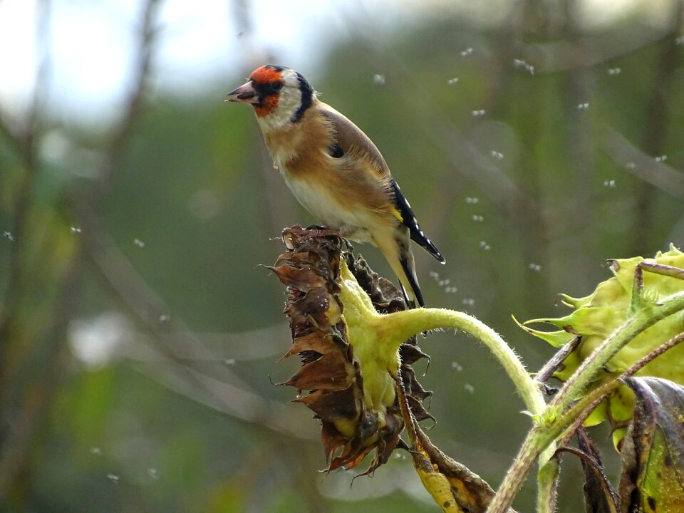 Bird wild bird feeding