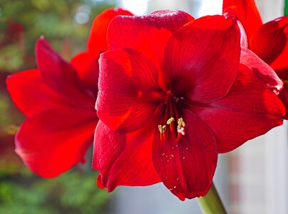 Christmas flower flower red