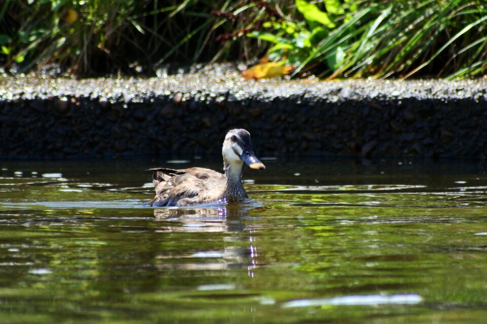 Wild birds duck spot-billed duck