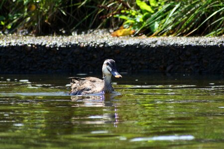 Wild birds duck spot-billed duck photo