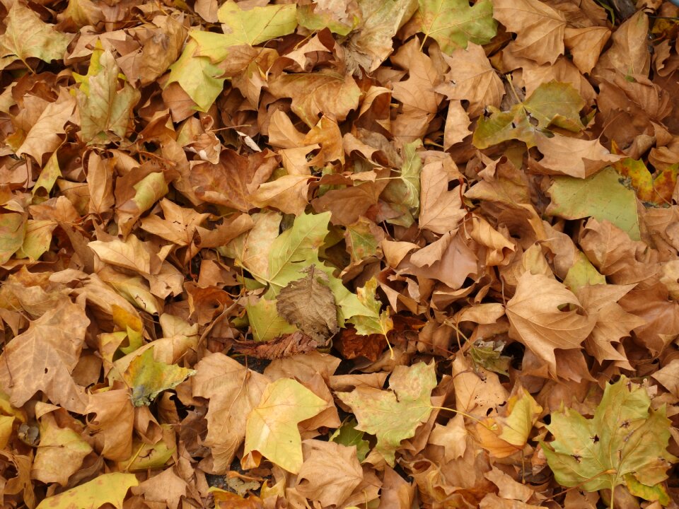Platanen leaves autumn dry
