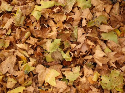 Platanen leaves autumn dry photo