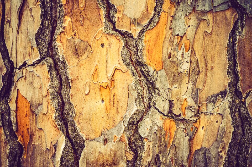 Bark texture shapes