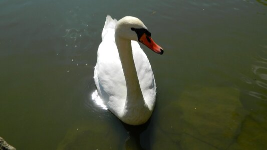 White water bird nature