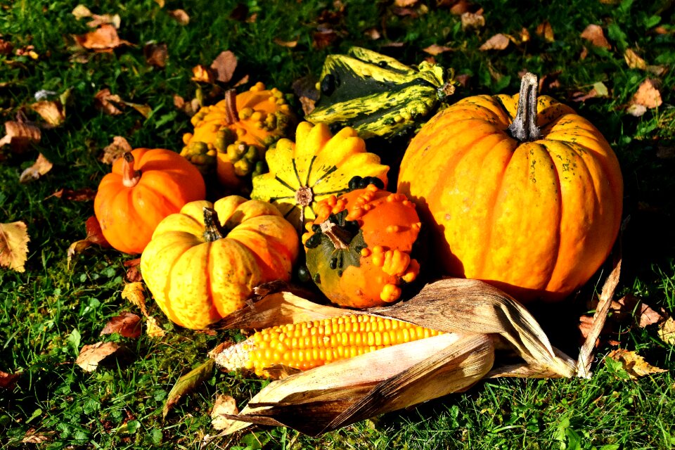 Decoration decorative squashes thanksgiving