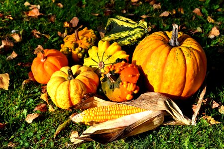 Decoration decorative squashes thanksgiving