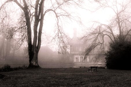 Winter landscape tree mist