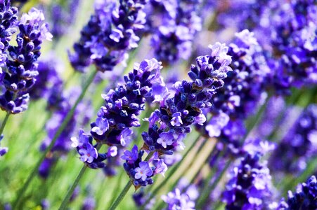 Field bed stems