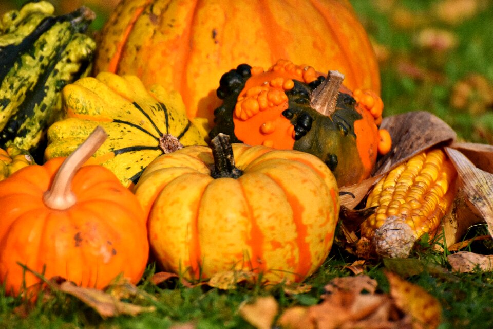 Decoration decorative squashes thanksgiving