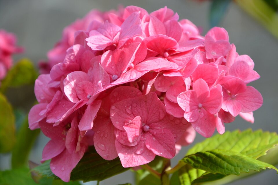 Plants pink hydrangea flowering
