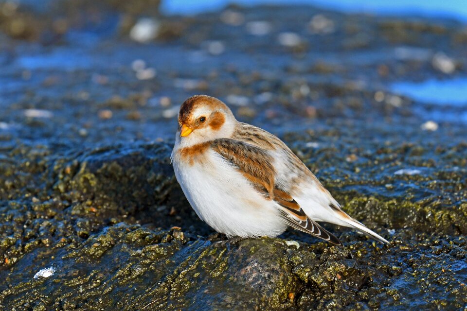 Migratory bird north sea migratory birds