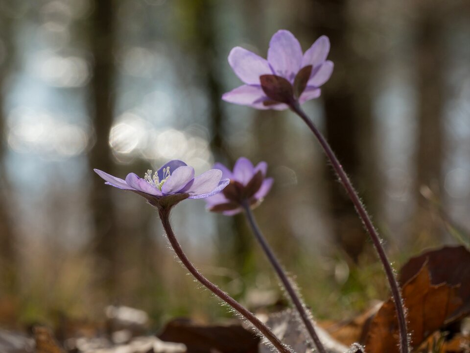 Leberbluemli spring march