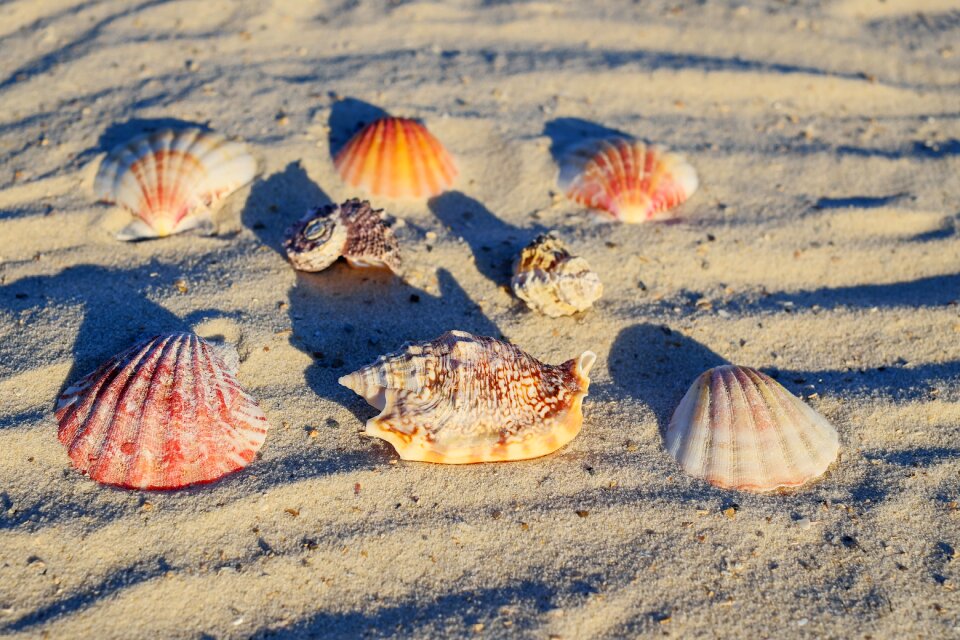 Shells mussel shells seafood