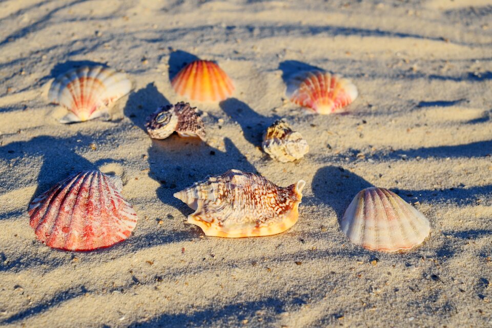 Shells mussel shells seafood photo