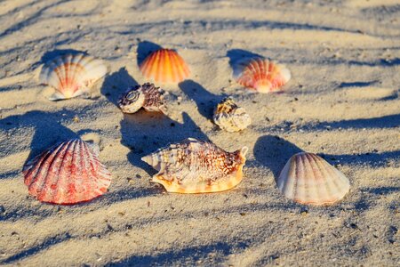 Shells mussel shells seafood photo