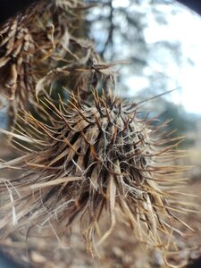 Seed outdoors closeup