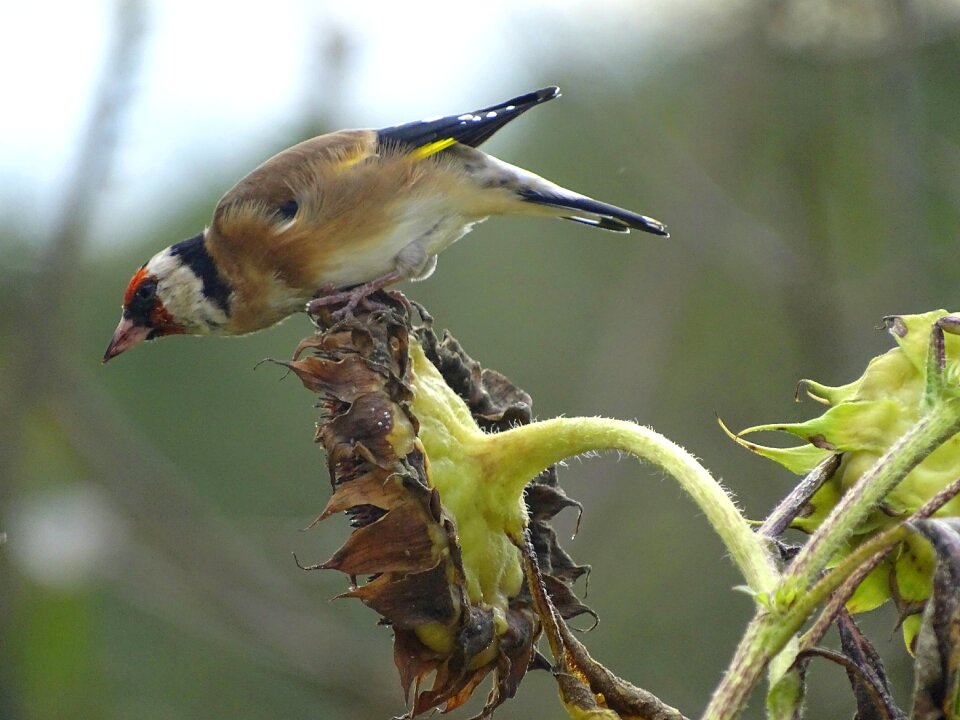 Bird wild bird winter feeding photo