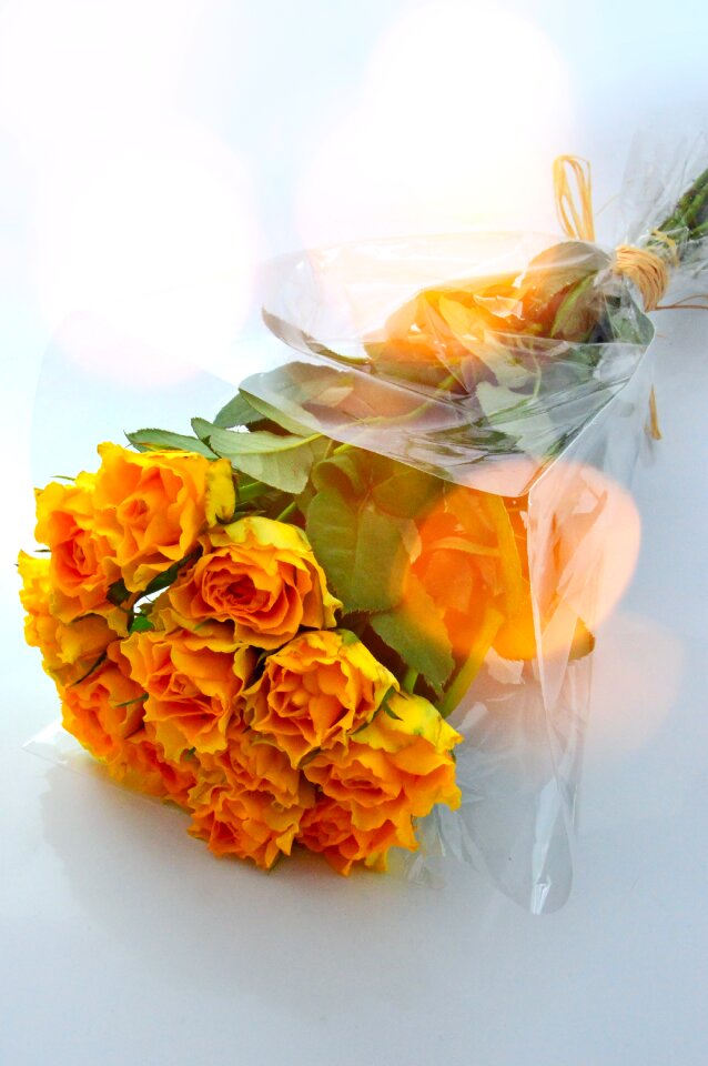 Nature rose yellow roses