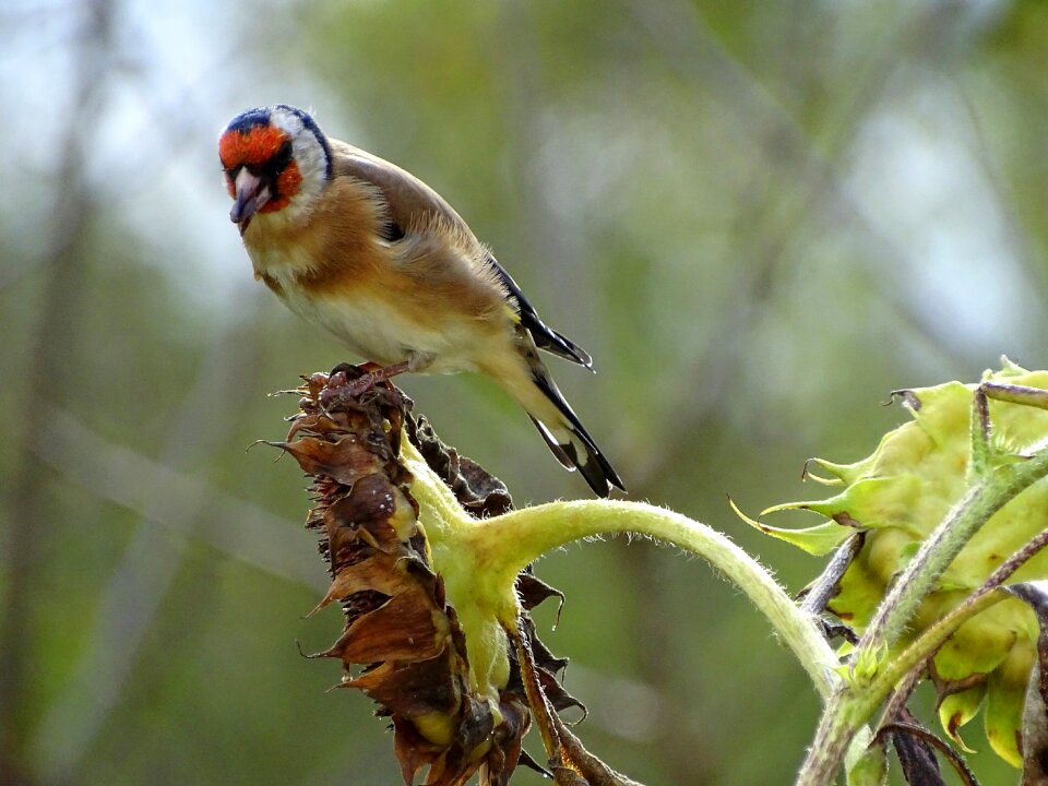 Bird wild bird winter feeding