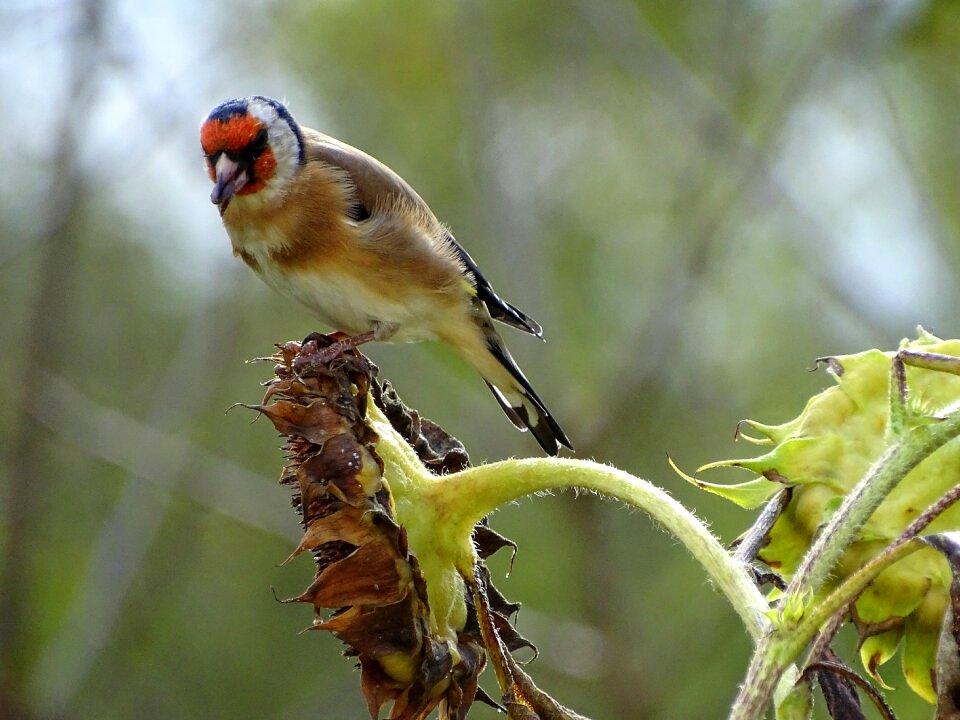 Bird wild bird winter feeding photo