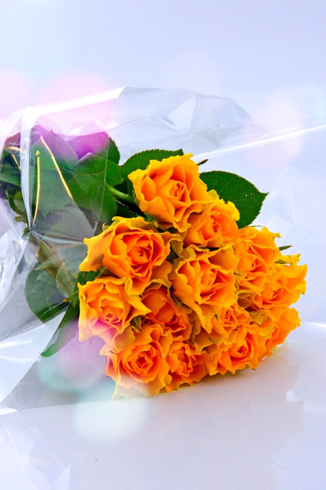 Nature rose yellow roses