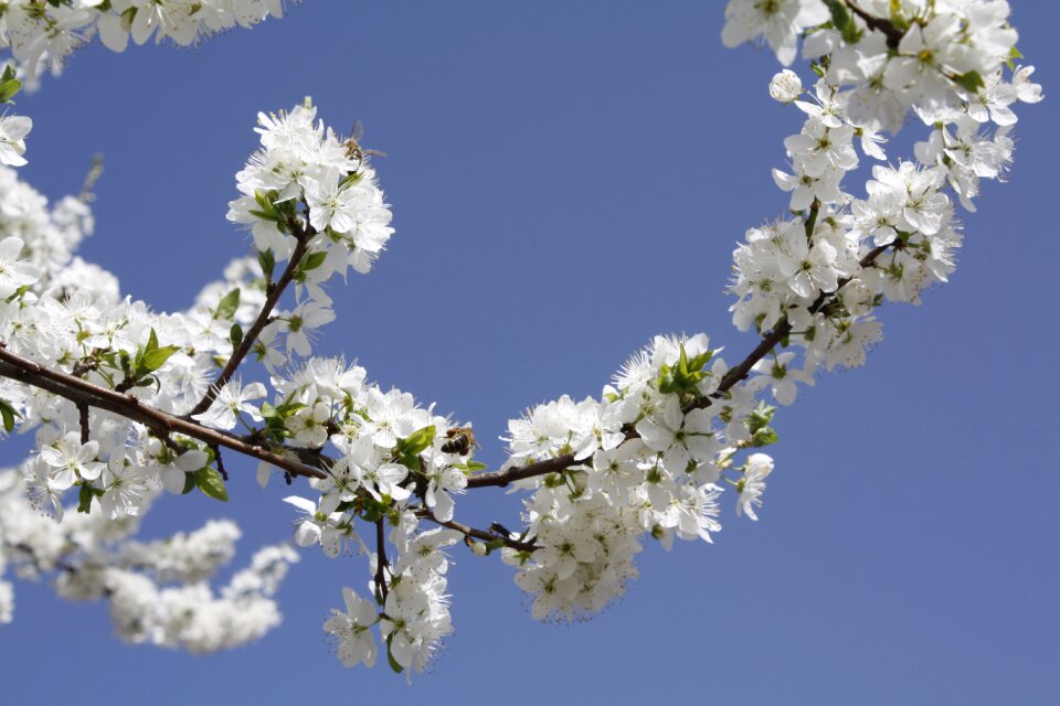 Tree season plant