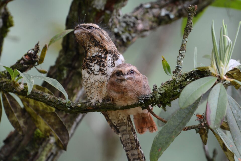 Tree birds eyes