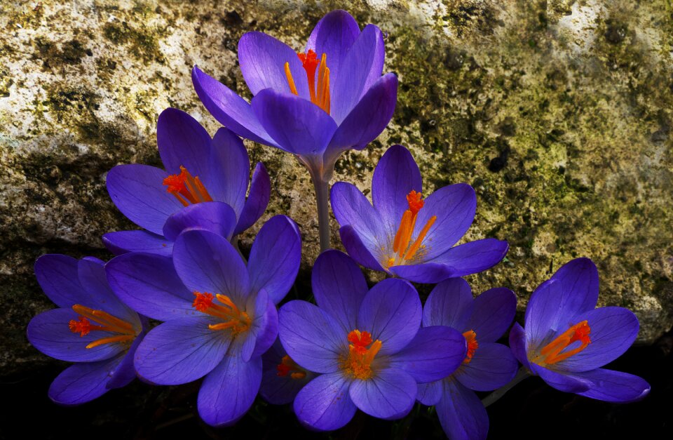 Nature flower plant