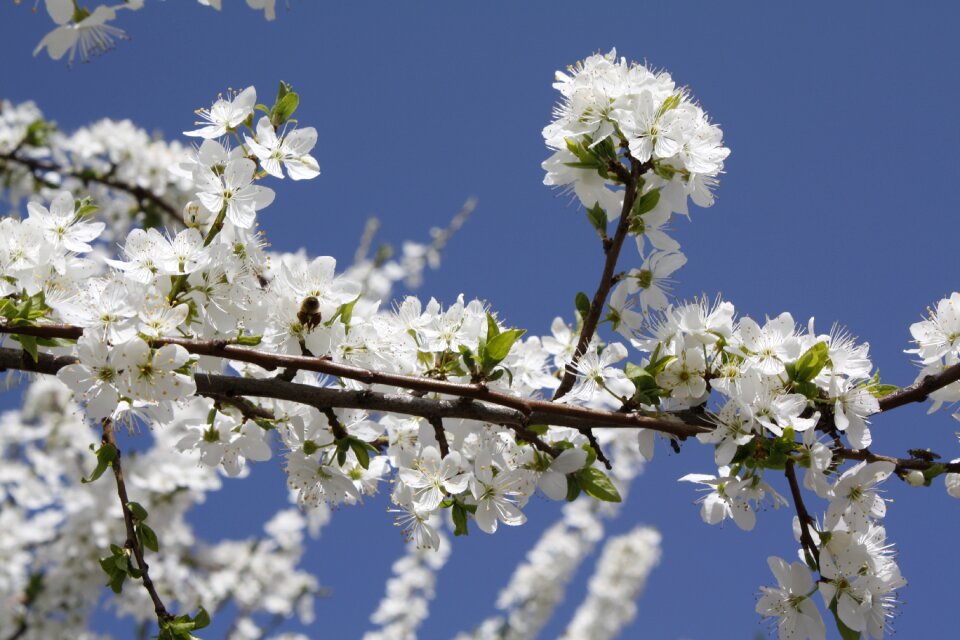 Flower season plant