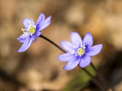 Spring flower plant pair
