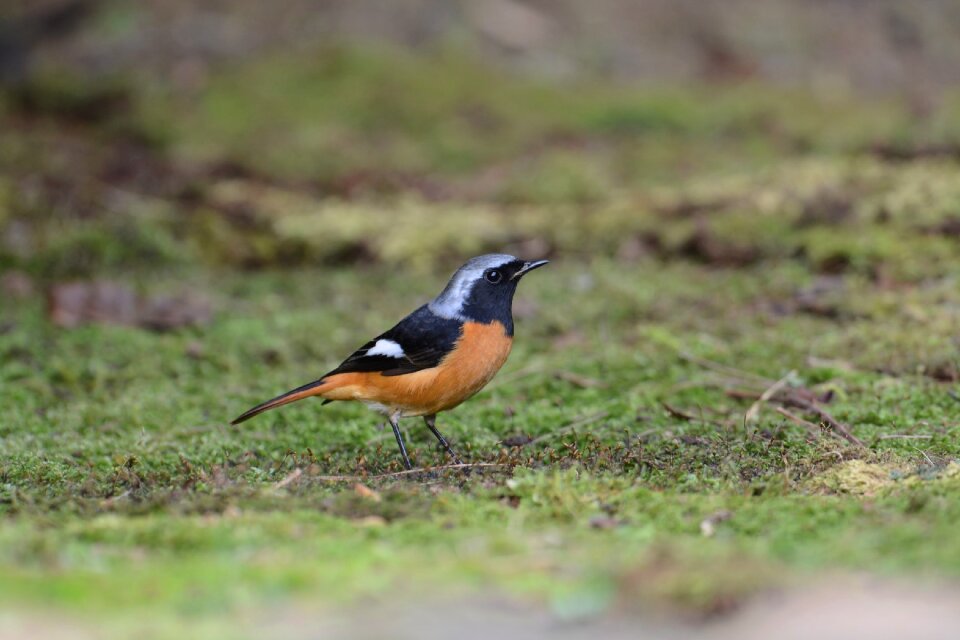Colors birds lonely