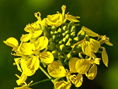 Catch crop green manure yellow photo