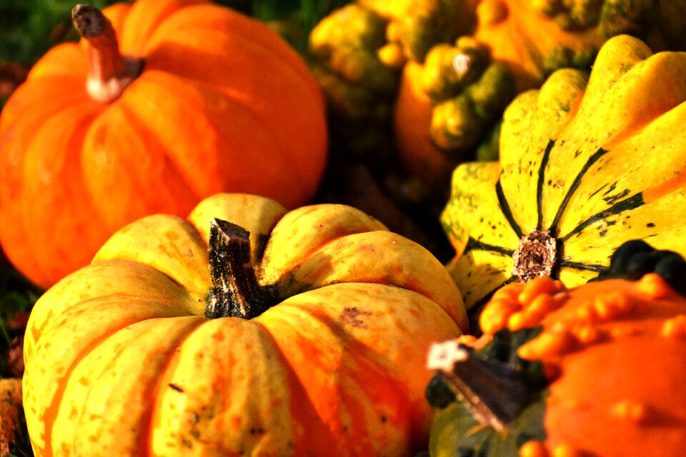 Decoration decorative squashes thanksgiving
