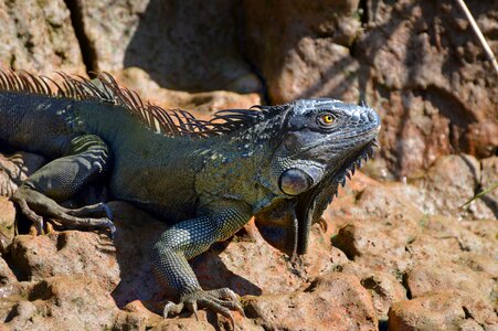 Animal wildlife outdoors