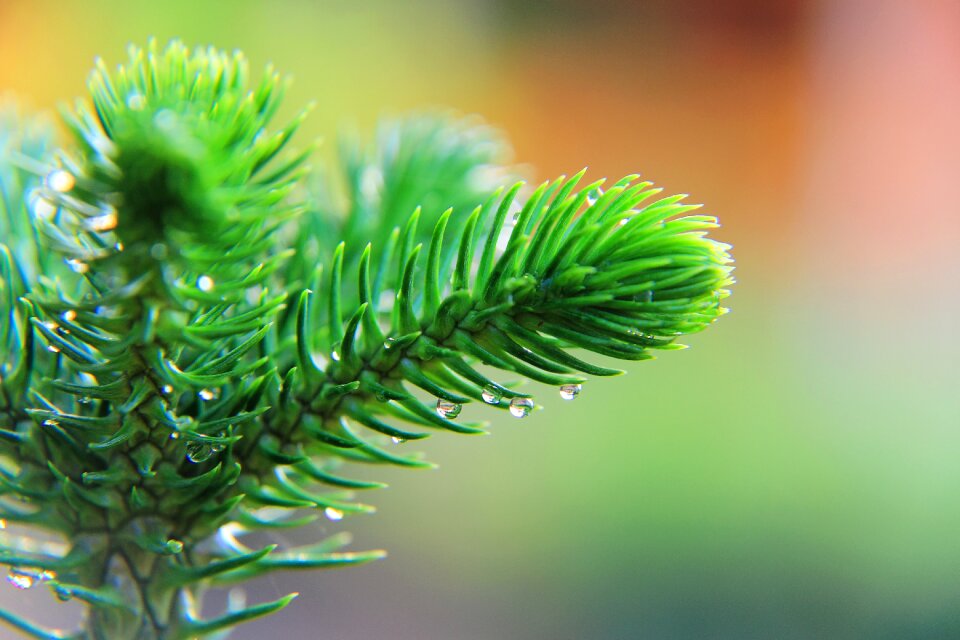 Leaf thailand nature