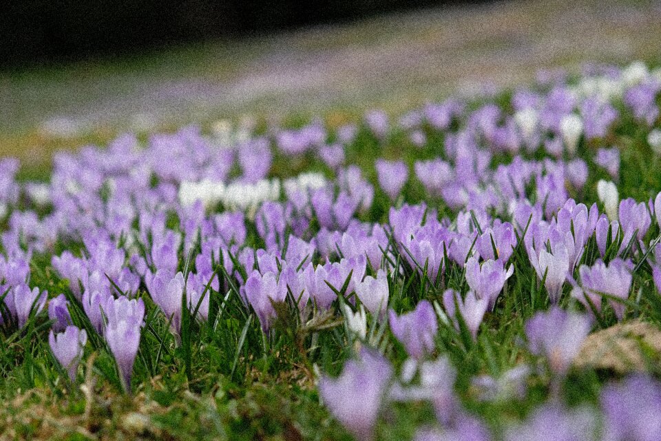 Flowers floral growth